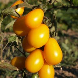 Tomate cherry pera amarillo